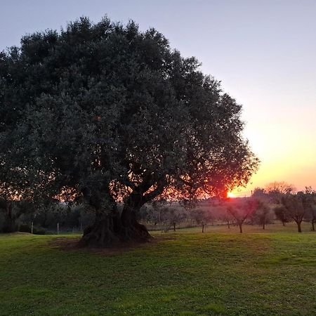 Agriturismo Il Vecchio Olivo Castagneto Carducci Zewnętrze zdjęcie