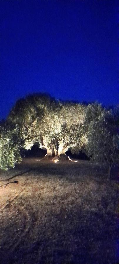 Agriturismo Il Vecchio Olivo Castagneto Carducci Zewnętrze zdjęcie