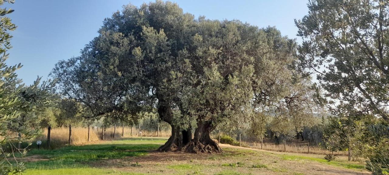 Willa Agriturismo Il Vecchio Olivo Castagneto Carducci Zewnętrze zdjęcie