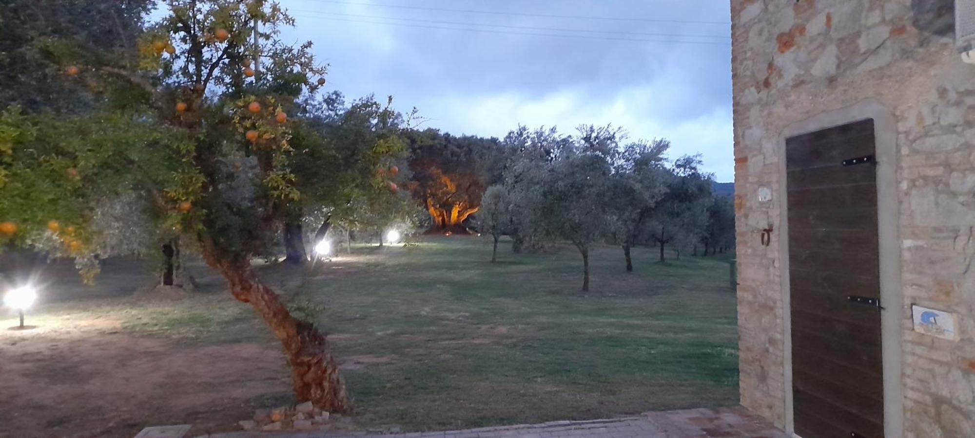 Agriturismo Il Vecchio Olivo Castagneto Carducci Zewnętrze zdjęcie