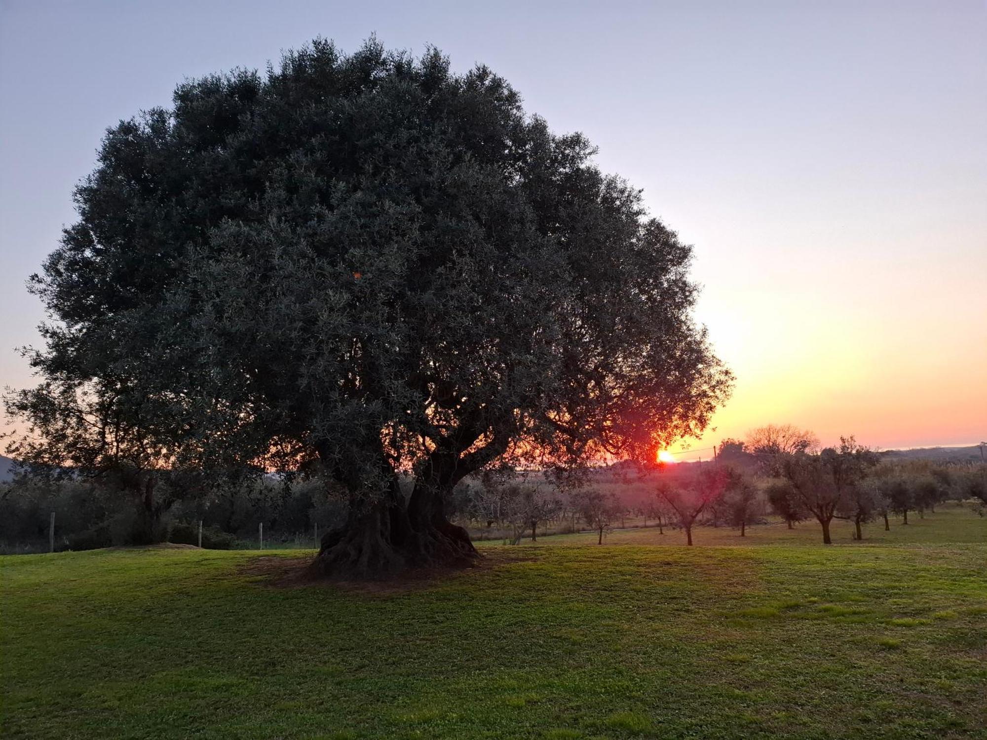 Agriturismo Il Vecchio Olivo Castagneto Carducci Zewnętrze zdjęcie
